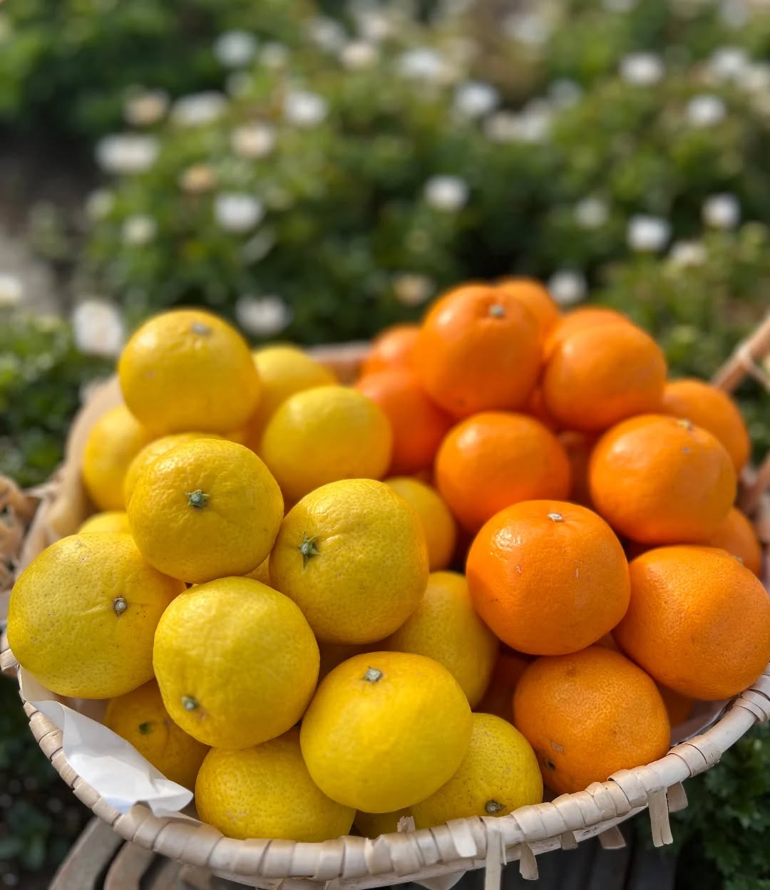 ◯
と
愛媛県にある【津和地島】という島、
愛媛・広島・山口の県境にある人口約300人の
のどかな島で採れました。
【媛小春】は、
見た目は黄色くてなんだか酸っぱそうですが、
食べるとビックリ!な甘さです
まだあまり知られていない新品種なので、
ぜひ食べてみていただきたい!
(数量限定です。)
【はるみ】は、
みかんのように食べやすく、
上品でまろやかな味です。
1月下旬から3月下旬が旬で出荷期間が短めです。
ぜひお試し下さい!