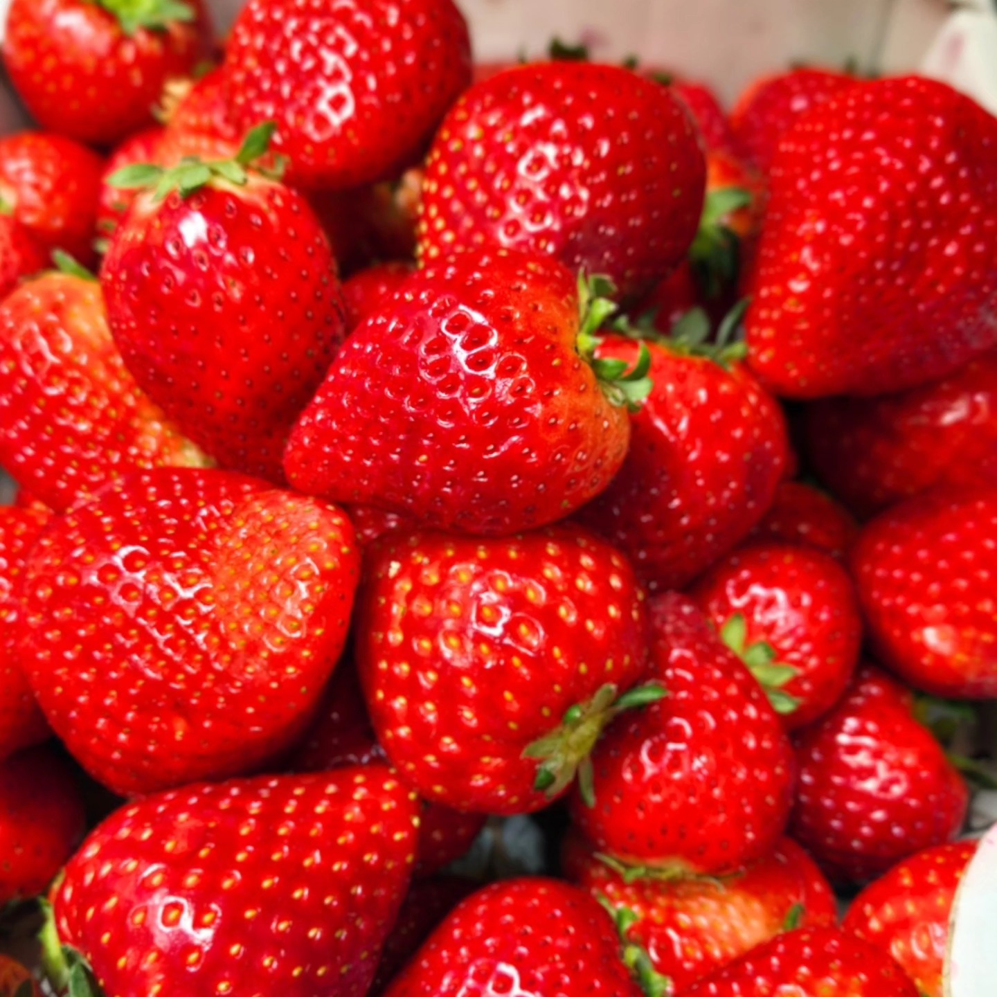 こんにちは
です！ 

本日も新鮮な苺をたくさんご用意して
おります 

写真(1枚目)は酸味が少なくて甘いとちあいかです。 

苺のメニューはこちらです！
いちごのパンケーキ(写真2枚目)
いちご畑のパンケーキ
いちごパフェ
いちごスムージー 

ぜひ