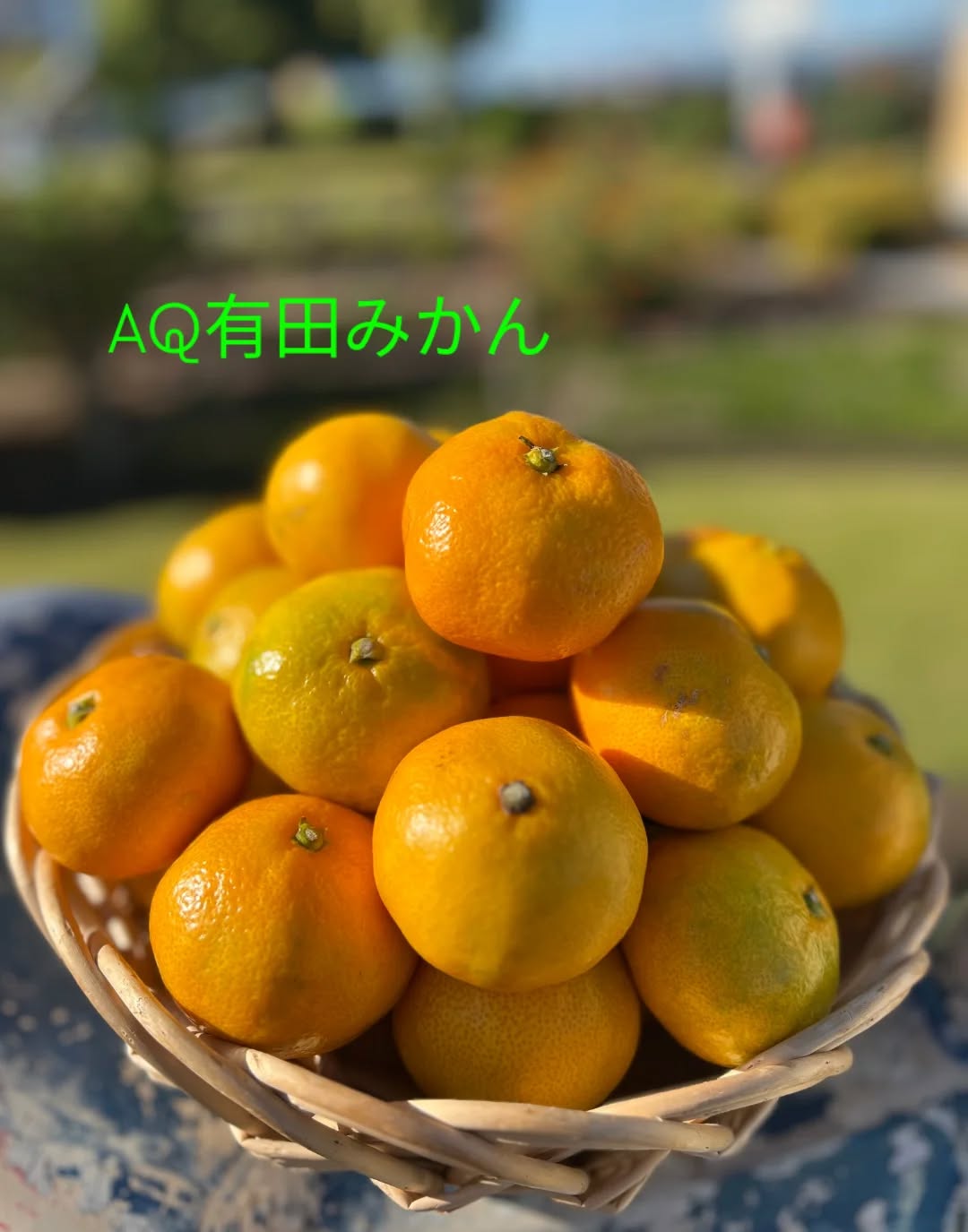 ◯
『AQ』とは…
有田産の品質である事の証
A級⇒光センサーで選んだ有田ならではのA級品質
永久⇒永久に受け継がれる歴史と伝統に守られた
みかん作りの精神
の2つの意味も持っているそうです。
みかんの旬の始まりにいち早く
に入荷しました!
今年初の
ぜひお試し下さい