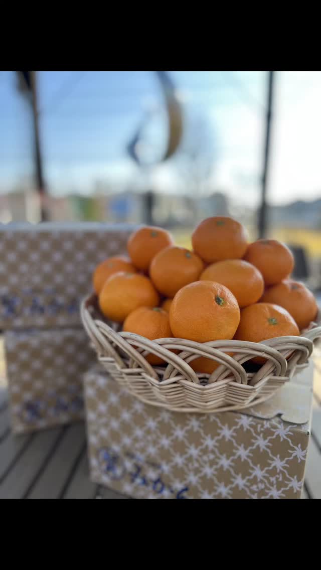 ◯
【マルケンみかん】入荷しました

2025年8月に
『有田・下津地域の石積階段園みかんシステム』が
【世界農業遺産】に認定されました

品質にこだわりのある、マルケンみかん
毎年、人気の商品です。
ぜひ、お試し下さい！