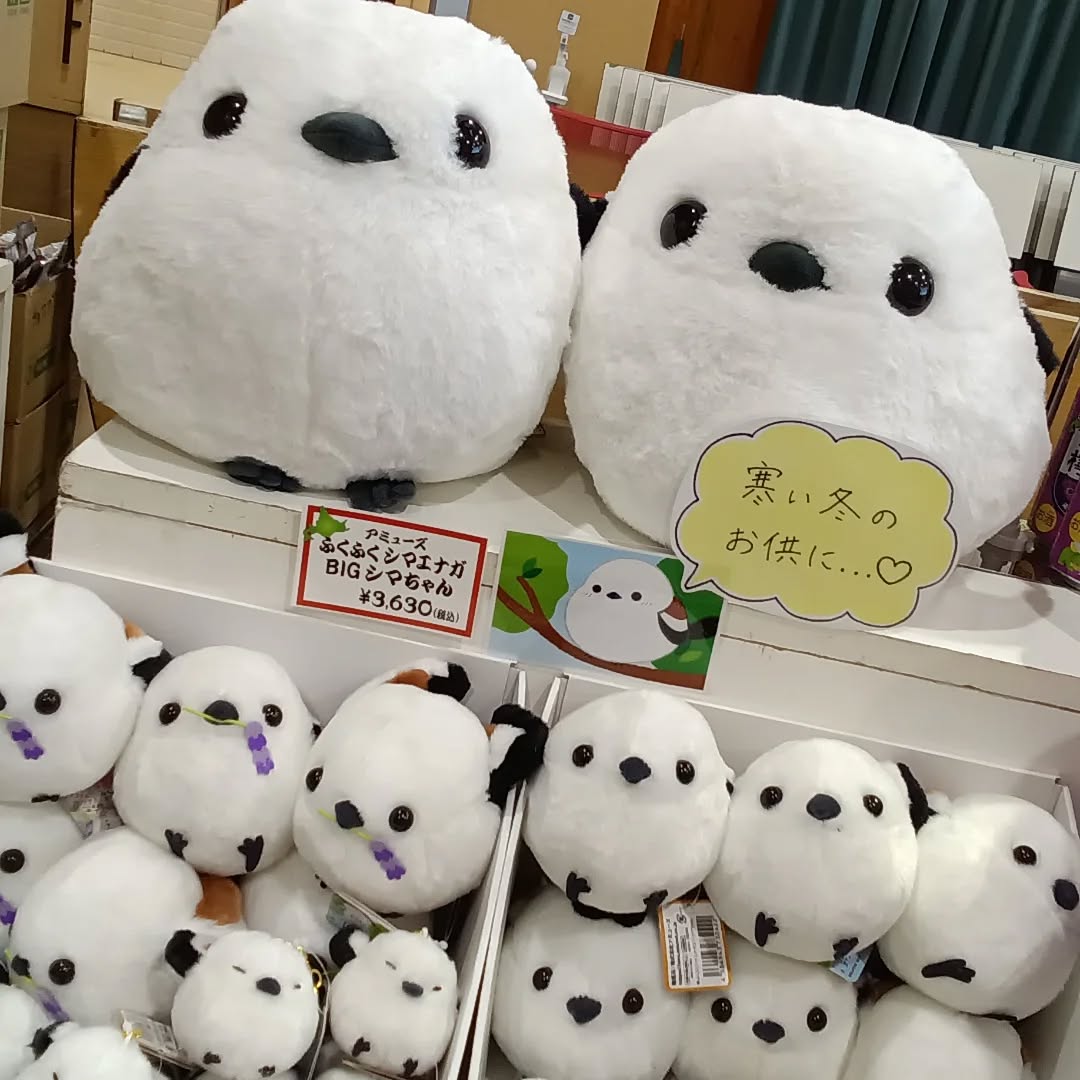 こんにちは
どまんなかたぬまは、北海道フェアの真っ最中です
こちらは、北海道に生息する鳥「シマエナガ」のぬいぐるみと、キーホルダーです。
可愛いですよね~
お部屋に飾ります?
それとも、バッグに付けて持ち歩きます?
シマエナガが、飼い主を求めております
誰かぁ〜️
迎えに来て下さい️(シマエナガの気持ち)
どまんなかたぬま大ホールにて。
お待ちしております
#栃木県 #佐野市 #みちのえき #北海道 北海道フェア #シマエナガ #ぬいぐるみ #キーホルダー #癒し