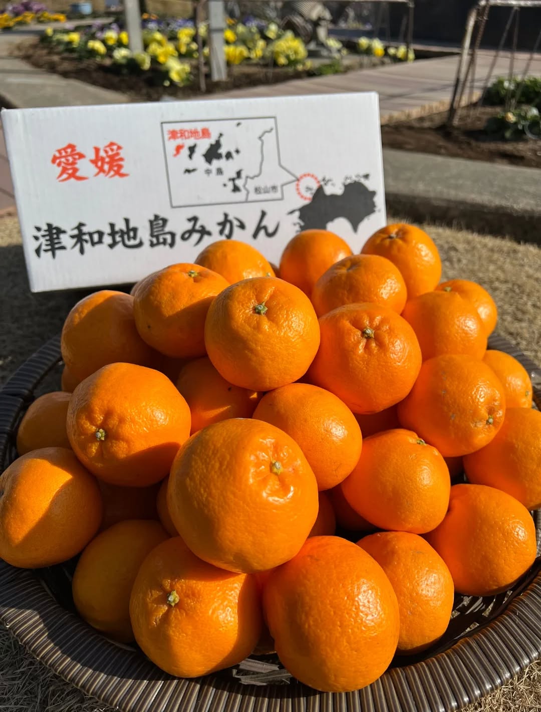 ◯
【はるみ】

愛媛・広島・山口県の県境
瀬戸内海に浮かぶ
人口300人の小さな島
『津和地島』から届きました

段々畑で太陽の光をたっぷり浴びて育った
はるみみかん
ジューシーで濃厚な甘さが特徴です️