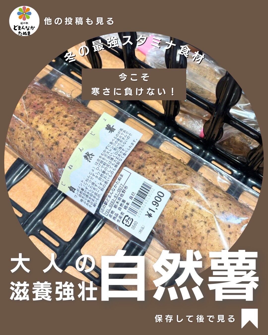 山のうなぎ。自然薯の上手な活用になります

※本日休館日ですが皆様のお役に立つ
情報をお届けします^_^

寒さが厳しくなるこの季節。
「疲れが抜けない」「体が冷える」「なんとなく不調…」
そんな声が増えてきます。

実は今こそおすすめなのが、自然薯。山のうなぎと呼ばれるほど栄養価が高く、昔から滋養強壮食として親しまれてきました。

消化を助けるムチン、免疫を支える酵素、体力回復に役立つ成分がたっぷり。お忙しい毎日でも、食事からしっかり整えたい大人世代にぴったりの食材です。

とろろご飯はもちろん、まぐろと合わせた丼、味噌汁アレンジ、ヨーグルトと合わせた腸活メニューまで、実は使い方も豊富。

さらに正しい保存をすれば、1〜2週間しっかり楽しめるのも魅力です。

「少し良いものを、丁寧に食べる」そんな冬の暮らしを、自然薯から始めてみませんか？

どまんなかたぬまでは、状態の良い自然薯を厳選してご用意しています。ぜひ一度、体が喜ぶ一品をお試しください

ハッシュタグ