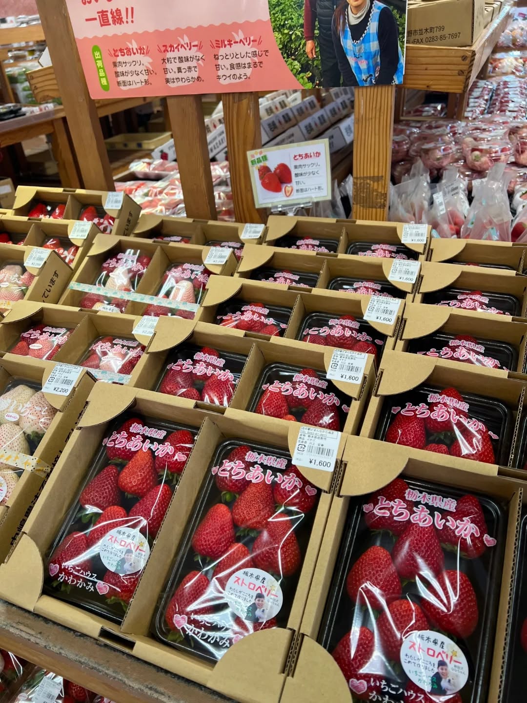 ◯
旬のイチゴや柑橘類など
たくさん並んでいます

今日は日差しもあって良いお天気！
ぜひ、朝採り館で
美味しいものを探してみて下さい