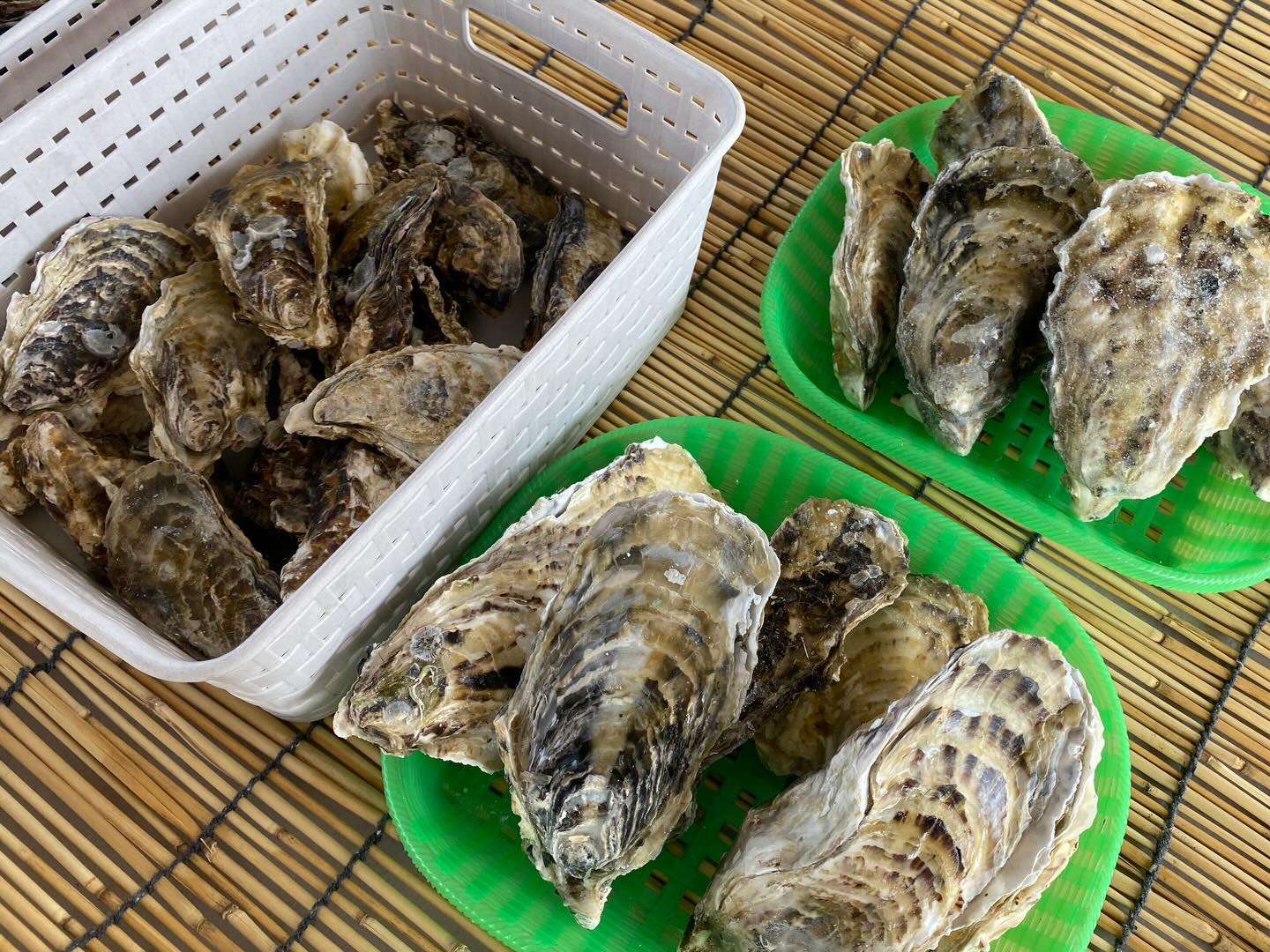 こんにちは
インフォメーションです

今年も牡蠣小屋がやって参りました︎

3/21〜4/19の土日月火(週4日)
［営業時間］11:00〜15:00 LO:14:30
［開催場所］北側駐車場特設会場

蒸し牡蠣とカキフライはテイクアウト

ぜひお待ちしております