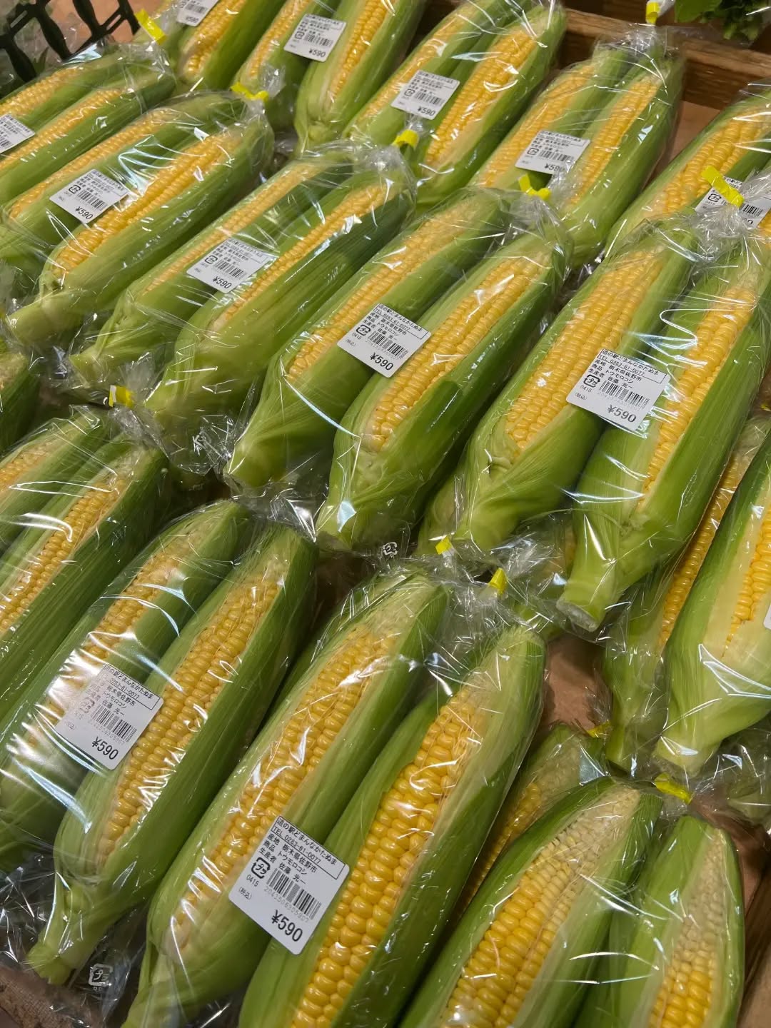 ◯
あいにくのお天気ですが、
今日も朝採り館にたくさん
新鮮野菜が並んでいます

トウモロコシの出荷が始まりました

今年初めての【トウモロコシ】
いかがですか？