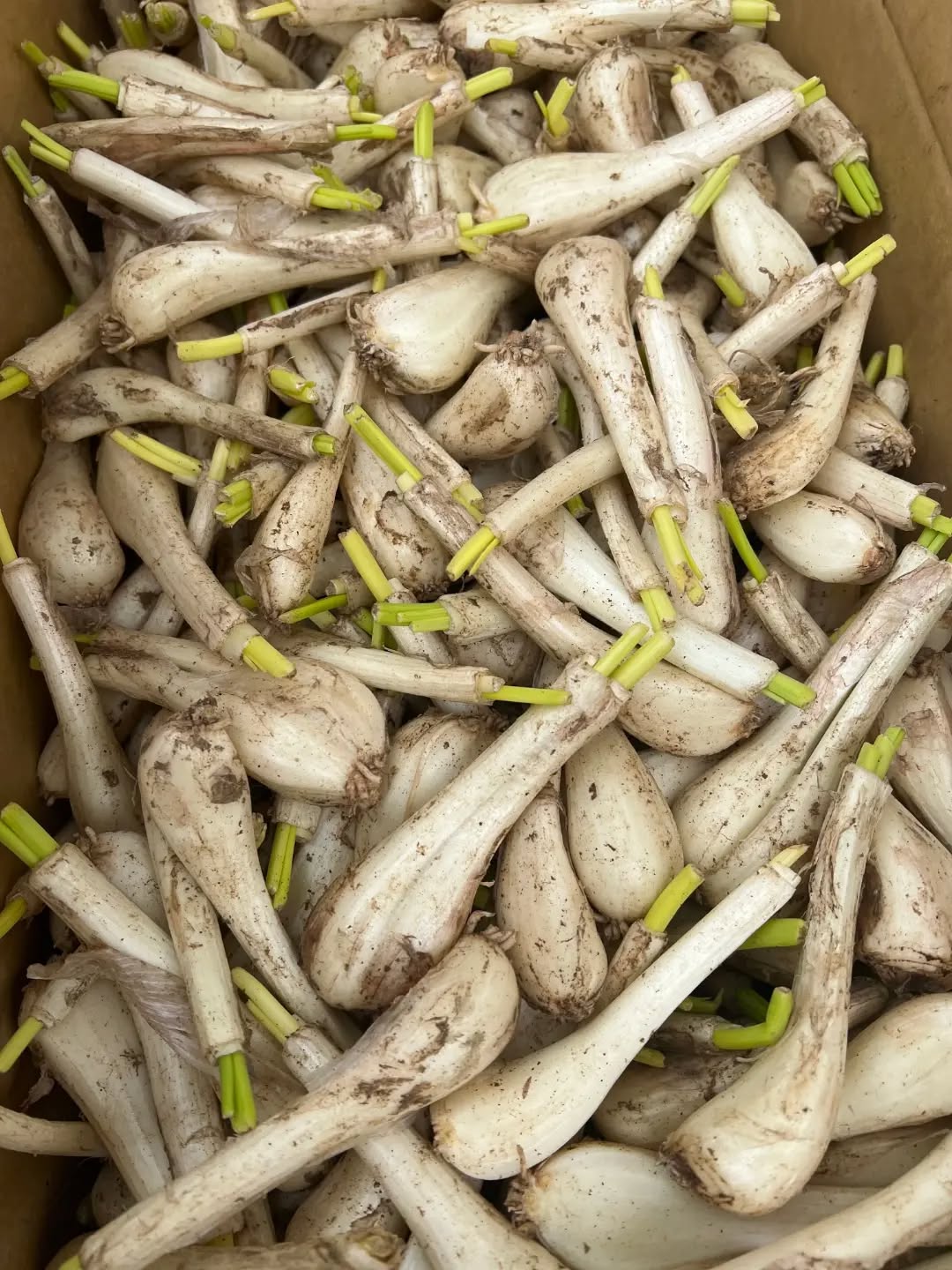 ◯
【らっきょう】が入荷しました！

甘酢漬けはカレーのお供で人気ですが、
油との相性も良いので「アヒージョ」も
おすすめだそうです

ホイル焼きや天ぷらなども
試してみたい一品です️