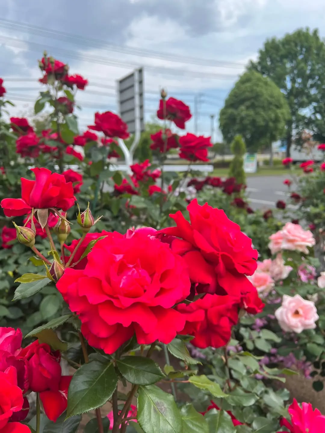 ◯
今年も、薔薇が綺麗に咲いています

ミニSLのある、噴水近くに咲いていて
薔薇の香りに癒されます

テーブルとイスのご用意があるので、
お弁当やスイーツを食べながら
お花を楽しめます

ぜひ、どまんなかたぬまへ
お越しください！