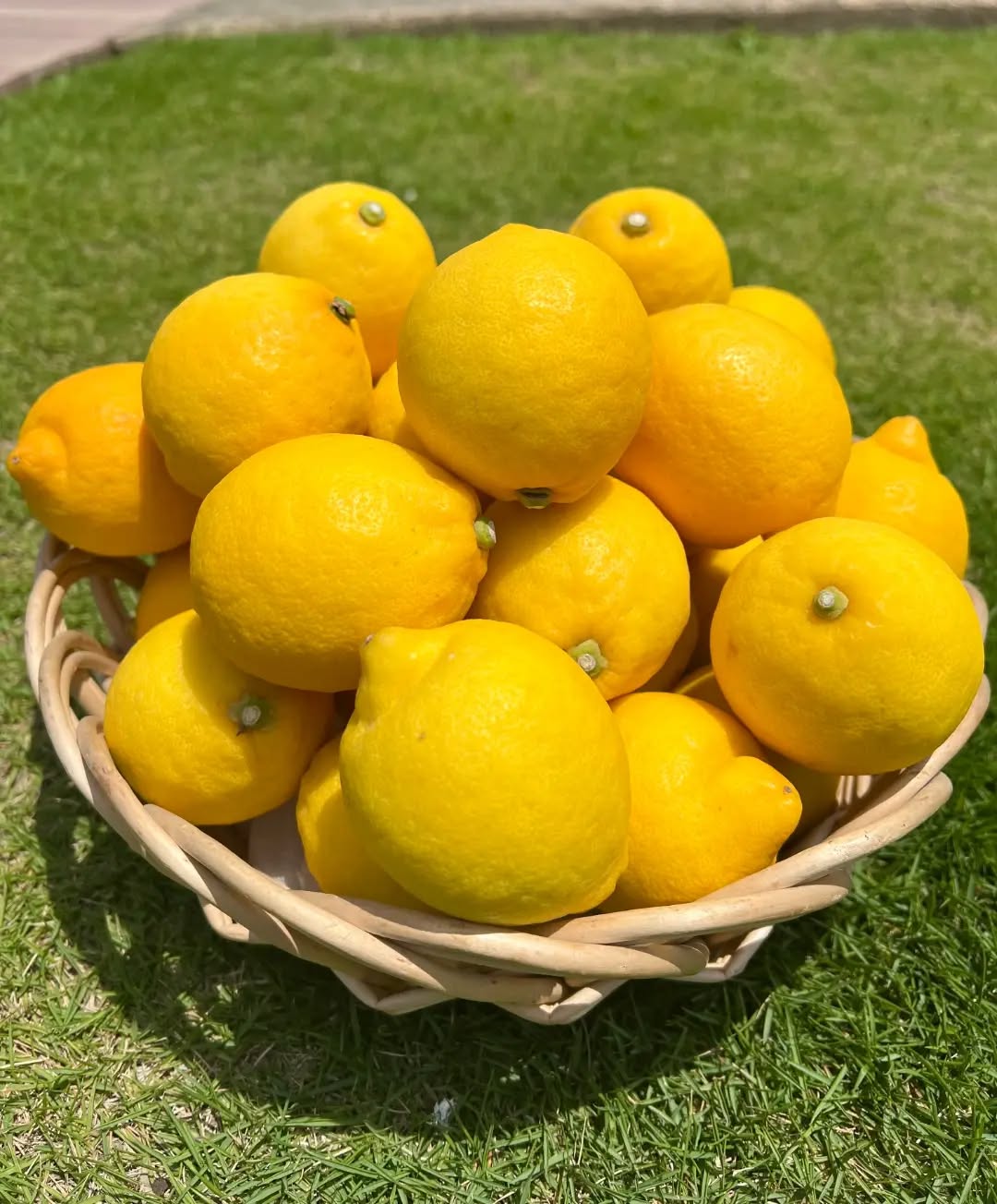 ◯
広島県産レモン🍋
はざま農園さんの大人気商品です！

防腐剤・ワックス不使用なので
皮ごと楽しめます！

朝採り館では、
この時期からは冷蔵販売になります️