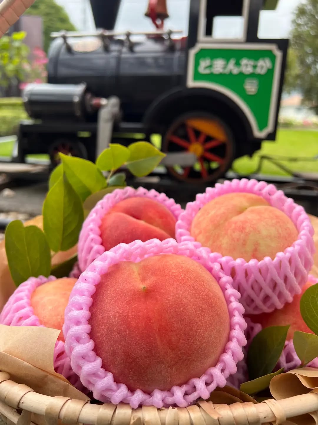 ◯
【夏カンロ】
甘さと酸味のバランスが良く、
硬めの桃が好きな方にオススメ

小山市のことのみや果樹園さんの桃です

ぜひお試し下さい！
