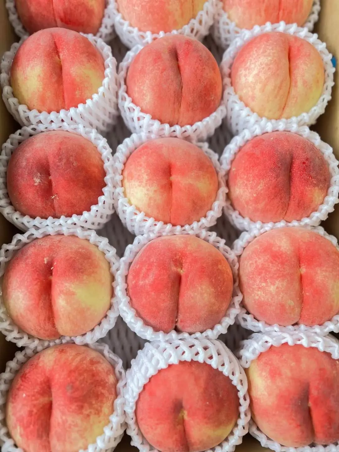 ◯
桃の季節もそろそろ終わりに近づき
晩生種の【ゆうぞら】が
朝採り館に並んでいます

きめ細やかな果肉とジューシーさが特徴

硬めの桃ですが
常温で2〜3日追熟させると
果肉がなめらかになります

ぜひご賞味ください！