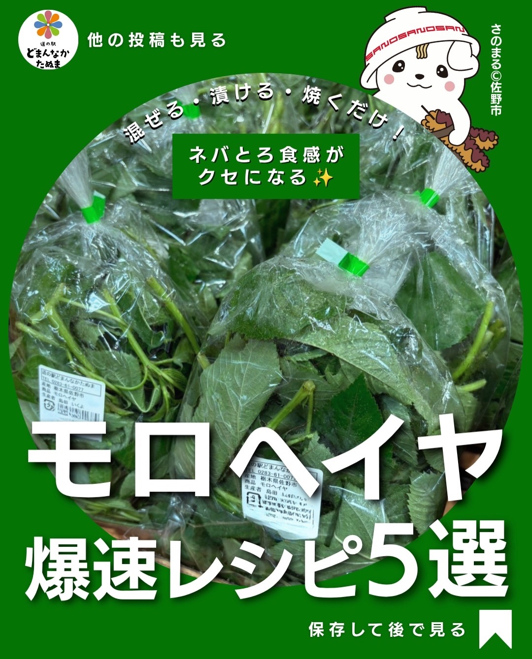モロヘイヤ、買っても「おひたし」ばかりになっていませんか？

旬のモロヘイヤを見つけても、
「どうやって食べよう？」
「家族が食べてくれるかな？」
と、つい手が伸びないことも。

でも、あの独特のねばねば食感を活かせば、意外といろいろ使えます

今回は難しい料理なし！

 納豆と混ぜてご飯のお供
🥚 卵に混ぜて朝ごはん
🥢 甘酢で漬けて作り置き
🧀 チーズと焼いておつまみ
🥩 豚しゃぶと合わせてメイン料理

と、「今日は何にしよう？」から選べる5品にしました。

モロヘイヤは葉をサッと茹でて刻むと、ねばりが出て料理にも合わせやすくなります。

「あと一品足りない」なら、さっぱり漬け。
「ご飯をパパッと食べたい」なら、納豆和え。
「家族にちょっと違う食べ方を出したい」なら、チーズ焼き。

ひとつの野菜でも、食べ方を変えるだけで献立の幅が広がります

 今日作らなくても大丈夫。モロヘイヤを見つけた時のために保存しておいてください！

 ①〜⑤、どれが一番気になりますか？

※家庭菜園などで収穫したモロヘイヤは、成熟した種子・さや等を食べないよう注意し、食用として販売されている葉を使用してください。