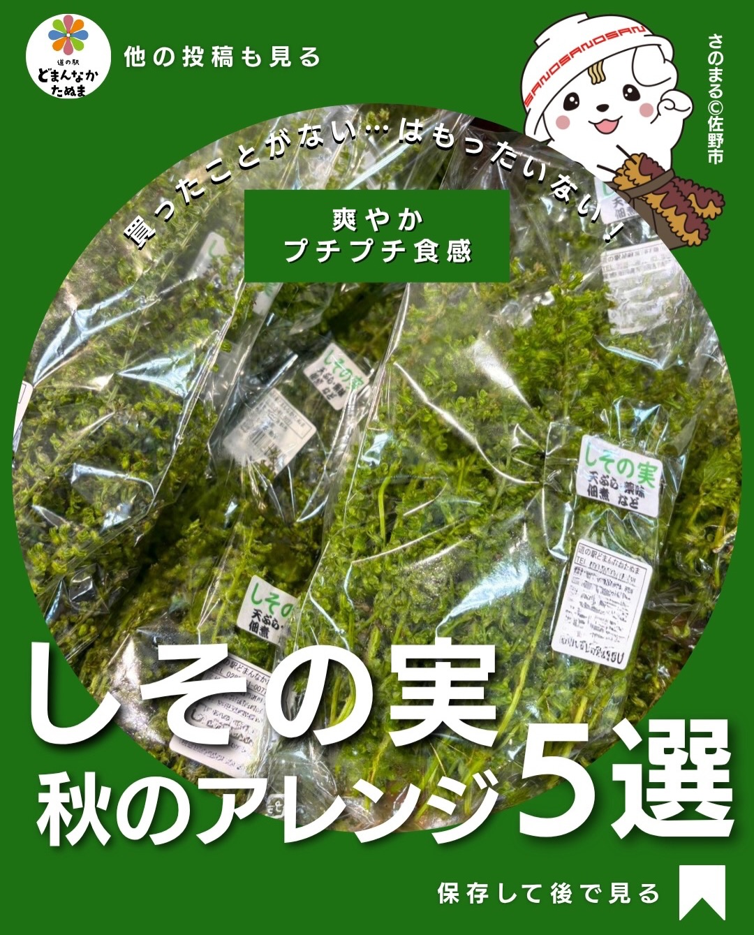 しその実って、
どうやって食べるか知っていますか？

秋になると見かける「しその実」。気になるけれど、使い方が分からなくて買ったことがない…という方も多いのでは？

実は、プチプチした食感と爽やかな香りが魅力で、ご飯のお供からおかず、おつまみまで幅広く楽しめる秋の食材なんです！

まず試してほしいのが「甘辛しょうゆ漬け」。一度作っておけば、温かいご飯にのせたり、冷奴や納豆に加えたりと、忙しい日の食卓で大活躍！

ちょっと意外なのが「チーズトースト」🧀

チーズのコクとしその実の香りがよく合って、いつもの朝ごはんが新鮮な味わいに！

さらに、豚バラと甘辛く炒めればご飯が進むおかずに。ポテトサラダに混ぜれば、いつもの副菜が秋らしい一品に変身します。

そして、お酒好きな方には「カリカリチーズ焼き」もおすすめ

チーズを焼いてしその実を散らすだけ。香ばしさとプチプチ食感がクセになります！

ちなみに、しその実は茎から外して洗い、さっと下ゆでしておくと、えぐみが和らいで料理に使いやすくなります。

※今回のレシピは、しょうゆ漬け以外は下ゆでしたしその実を使用します。

「毎日の献立がマンネリ気味…」 「旬の食材をちょっと変わった料理で楽しみたい！」

そんな時こそ、秋ならではのしその実を取り入れてみてください

道の駅どまんなかたぬまで旬の食材を探す楽しみも、ぜひ味わってくださいね

 しその実を買った時のために保存！  ①〜⑤、どれが一番気になりますか？